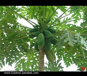 Папая (Carica papaya)