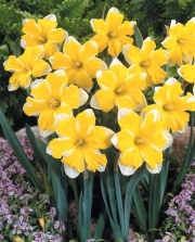 Нарцис (Narcissus Cassata)