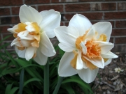 Нарцис (Narcissus Delnashaugh)