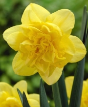 Нарцис (Narcissus Dick Wilden)