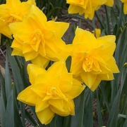 Нарцис (Narcissus Golden Dukat)