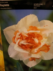 Нарцис (Narcissus Replete)