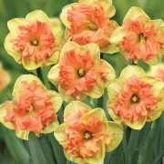 Нарцис (Narcissus Vanilla Peach)