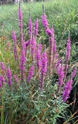 Литрум, върболист, билката блатия (Lythrum salicaria)