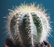 Нотокактус магнификус, Пародия (Parodia magnificus Notocactus magnificus)