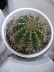 Нотокактус (Notocactus)