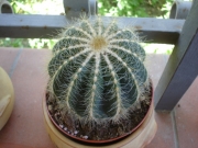 Нотокактус (Notocactus magnificus)