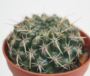Нотокактус, Пародия (Parodia, Notocactus)