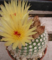 Нотокактус скопа (Notocactus Scopa)