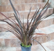 Новозеландски лен (Phormium tenax)