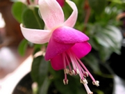 Обичка (Fuchsia trailing pink BALLET GIRL)
