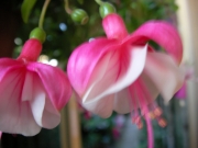 Обичка, Фуксия (Fuchsia)