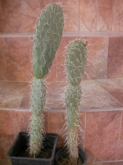Опунция (Opuntia phaeacantha)