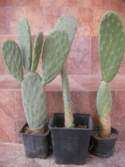 Опунция (Opuntia)