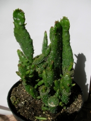 Опунция (Opuntia)
