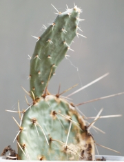 Опунция (Opuntia)