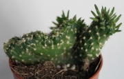 Опунция (Opuntia cristata)