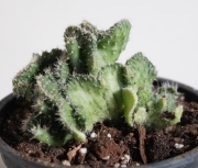 Опунция (Opuntia fulgida f. cristata)