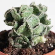 Опунция (Opuntia fulgida f. cristata)