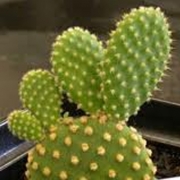 Опунция (Opuntia microdasys)