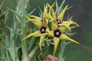 Орбея (Orbea caudata)
