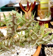Орбея (Orbea distincta)