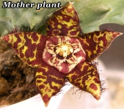 Орбея (Orbea halipedicola)
