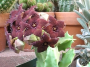 Орбея (Orbea melanantha)