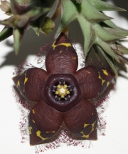Орбея (Orbea semota ssp. orientalis)