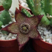 Орбея (Orbea verrucosa)