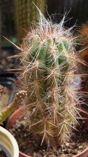 Ореоцереус (Oreocereus celsianus)