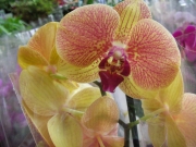 Орхидея Фаленопсис (Orchidaceae Phalaenopsis)