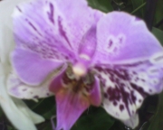 Орхидея Фаленопсис (Orchidaceae Phalaenopsis)
