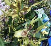 Орхидея Камбрия (Orchidaceae Cambria Orchid)