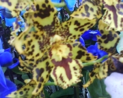 Орхидея Камбрия (Orchidaceae Cambria Orchid)