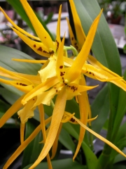 Орхидея Камбрия (Orchidaceae Cambria Orchid)