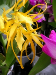 Орхидея Камбрия (Orchidaceae  Вrassada Mivada Orchid)