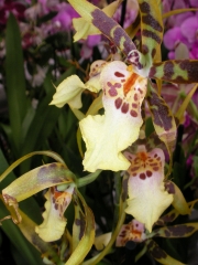 Орхидея Камбрия (Orchidaceae Cambria Orchid)