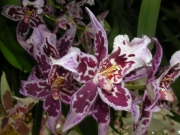 Орхидея Камбрия (Orchidaceae Cambria Orchid)