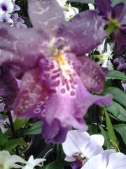 Орхидея Камбрия (Orchidaceae Cambria Orchid)