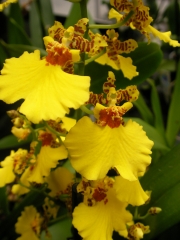 Орхидея Онцидиум-мини (Oncidium)