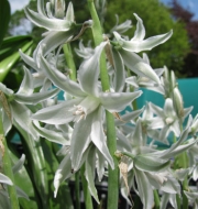 Орнитогалум нутанс, гарвански лук (Ornithogalum nutans)