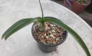 Орнитогалум (Ornithogalum caudatum)