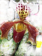 Пафиопедилум, Венерина пантофка (Paphiopedilum)