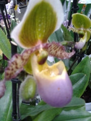 Пафиопедилум, Венерина пантофка (Paphiopedilum)