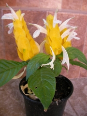 Пахистахис (Pachystachys)