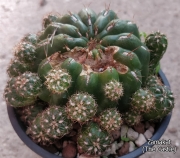 Пародия или нотокактус (Parodia or notocactus)