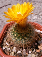 Пародия (Parodia riojensis)