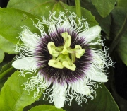 Пасифлора едулис, Маракуя, семена (Passiflora edulis)