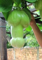 Пасифлора, семена (Passiflora quadrangularis Erotica, Penis Granadilla)